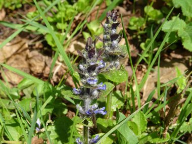 çok yıllık bitki Ajuga reptans yaygın bugleherb veya bir bahar çayır üzerinde büyüyen carpetweed olarak bilinen