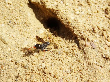 Spider wasp onun yuva yakın. Kadın Episyron albonotatum kazma kum yuva 