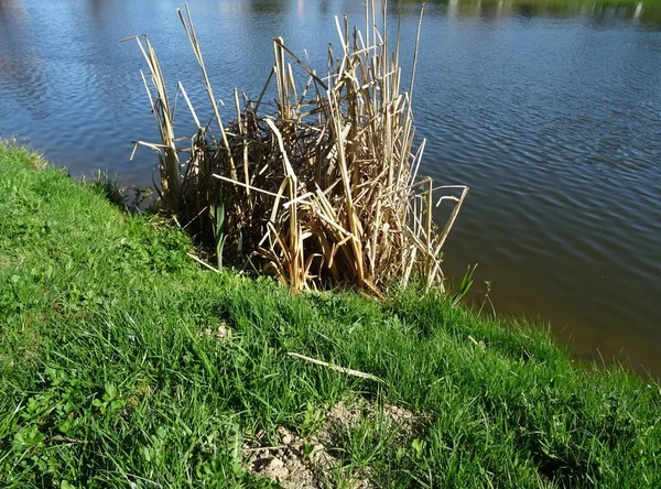 Dry reed stalks in the water. The shore is covered with green lawn. Spring landscape near the pond