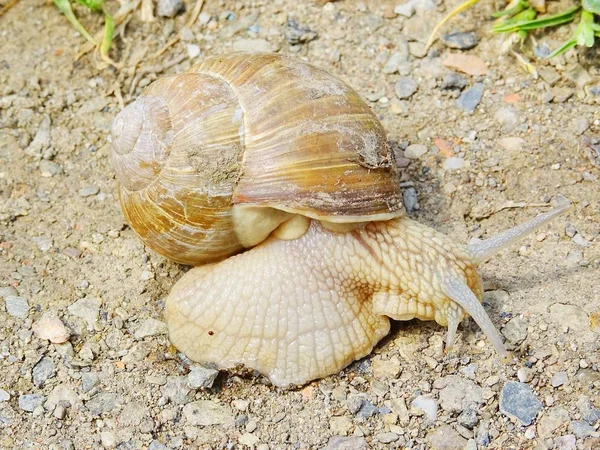 Pomatia 달팽이 부르고뉴 달팽이 달팽이 Escargot로도 알려진 실제로 지상에 복족류에서 — 스톡 사진