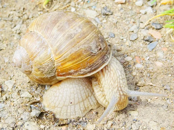 Pomatia 달팽이 부르고뉴 달팽이 달팽이 Escargot로도 알려진 실제로 지상에 복족류에서 — 스톡 사진