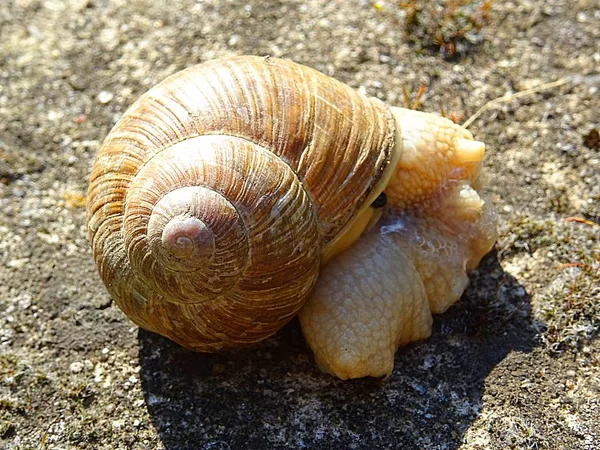 Snail Defecating Resting Dry Ground Garden — Stock Photo, Image