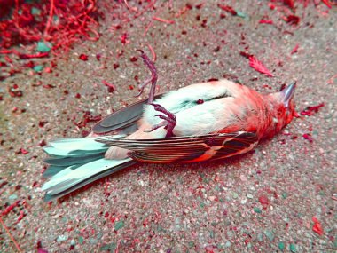 Ayaklar yukarı ile kaldırım üzerinde Scarry kanlı renkli kuş
