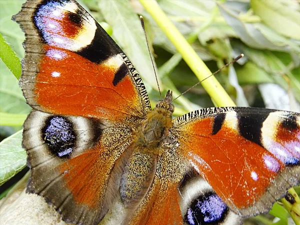 정원에서 나비 Aglais io 또는 유럽 공작 나비의 클로즈업 자연 보기 — 스톡 사진