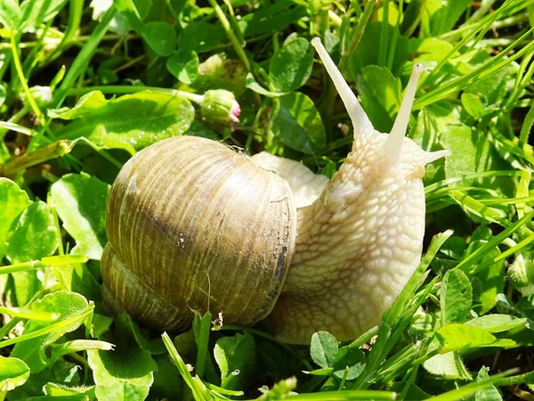 Улитка Helix pomatia на прогулке по весенней траве — стоковое фото