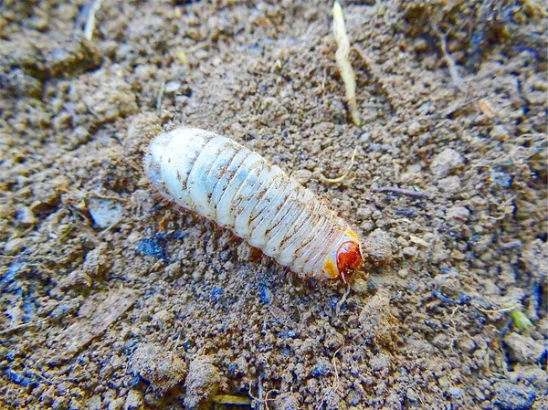 토양의 배경에 대한 흰색 애벌레. — 스톡 사진