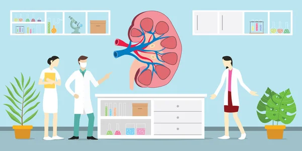 Riñones abiertos o cortados en rodajas en el laboratorio con el médico personas tratamiento - vector — Archivo Imágenes Vectoriales