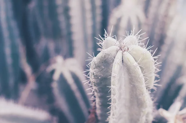 Carnegiea Gigantea Cactus Fondo Con Planta Desértica Tono Pastel — Foto de Stock