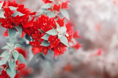 Bougainvillea çiçek. Parlak kırmızı renkli, tonlu görüntü, rüya gibi etkisi