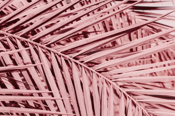 Background Palm Tree Leaves Pink Color Toned Image — Stock Photo, Image