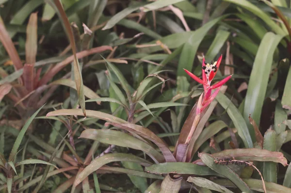 Billbergia Λουλούδι Κόκκινο Ανθίζοντας Εγκαταστάσεις Bromeliads Εσωτερική Και Υπαίθρια Κηπουρική — Φωτογραφία Αρχείου