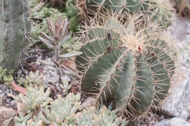 Top şeklinde kaktüs ve etli bitkiler açık. Bir Botanik Bahçesi içinde uzun dikenleri ile büyük kaktüs