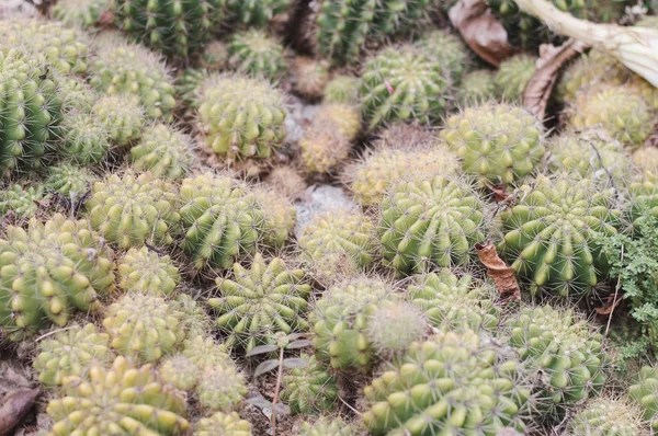 Many Cactus Plants Ball Shape Growing Botanical Garden — Stock Photo, Image