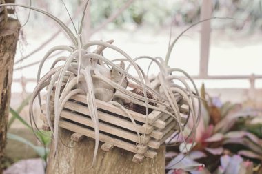 Herdem yeşil bitki bir ahşap çiçek tencerede uzun yaprakları ile. Açık hava terası dekorasyon. Bahçe. Houseplants
