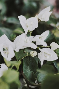 Çiçek açan beyaz Bougainvillea çiçeğiyle dikey arkaplan