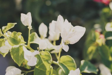 Güneşli bir günde beyaz çiçekli Bougainvillea. Yaz arkaplanı