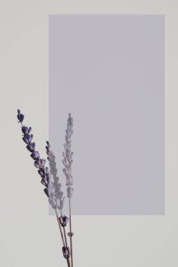 Mor renkli metin için şablon, arka plan olarak kurutulmuş lavanta çiçeği. Mesaj için yer var. Renk paleti