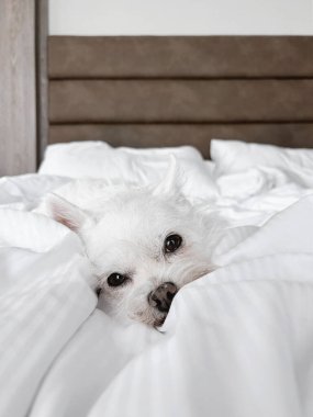 Küçük beyaz köpek yumuşak beyaz çarşaflarla rahat bir yatakta yatıyor. Rahatlamış hayvan yaşam tarzı anı. Köpek otel odasında uyuyor.
