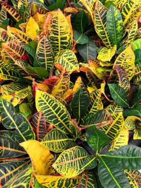Sarı, yeşil, turuncu ve kırmızı renkli Croton bitkisi yaprakları. Tropik botanik doku. Bitki yetiştirme.