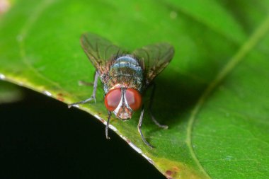 Yeşil bir yaprağa tünemiş bir sineğin makro fotoğrafı. Gözlerinin ve kanatlarının karmaşık detaylarını gösteriyor..