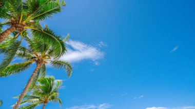 Berrak mavi gökyüzüne uzanan yemyeşil palmiye ağaçları tatil ve rahatlama temaları için mükemmel sakin bir tropikal atmosfer yaratıyor..