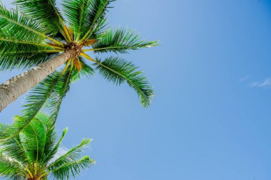 Mavi gökyüzünde güzel palmiye ağaçları