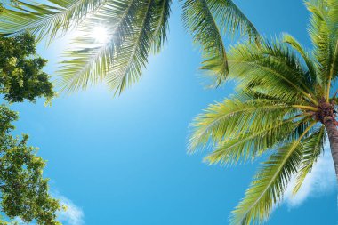Yaprakların arasından süzülen parlak palmiye ağaçları berrak mavi gökyüzüne karşı, tropikal cennet titreşimlerini yakalıyor..