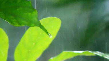 Su damlacıklı yeşil yapraklar, kapat