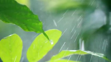 Su damlası ile yeşil yaprak, doğa arkaplan