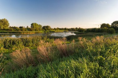 Sıcak bir akşam güneşi, uzun otlar ve zengin yeşil ağaçlarla çevrili canlı bir nehir kıyısının yanındaki sakin sulara altın rengi yansıtıyor. Huzurlu atmosfer rahatlamayı ve düşünmeyi davet eder..