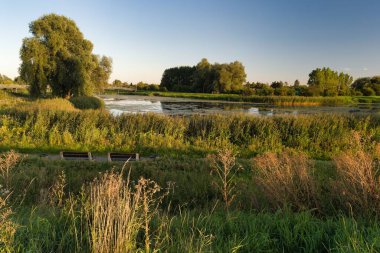 Bereketli yeşillik, güneşli bir nehrin çevresini sarar. Güneş ışığı ılık bir parıltı saçar. Huzurlu bir atmosfer yaratır..