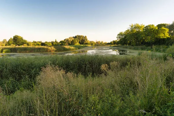 Günbatımının parlak renkleri sazlıklar ve yeşilliklerin canlı bir manzara yarattığı huzurlu bir sulak araziyi aydınlatır. Durgun su, akşam gökyüzünü yansıtıyor ve sükuneti arttırıyor..