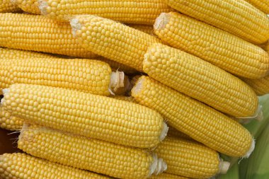 Sarı mısır koçanları yaz boyunca canlı bir pazarda bir araya toplanır. Çiftçiler taze ürünleri mevsimlik malzemeler arayan yerel müşterilere satıyorlar..