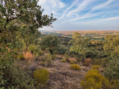 Güzel bir manzara, açık bir gökyüzü altında dalgalı tepeler ve canlı yeşillikler sergiliyor. Sahne, öğleden sonra saatlerinde doğanın huzurunu yakalıyor. Rahatlamak için mükemmel..
