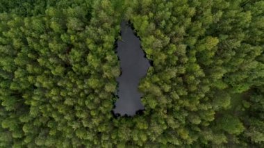 Ormanın ortasına bir göl ile görünüm