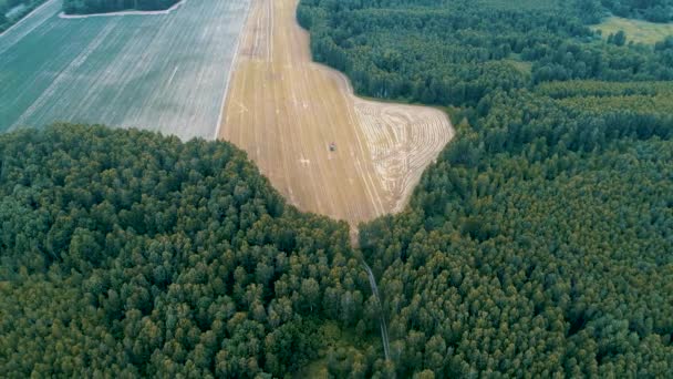 Skog Och Fält Visa Från Luften — Stockvideo