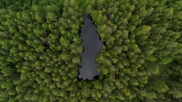 Vista Floresta Com Lago Centro Dela — Vídeo de Stock