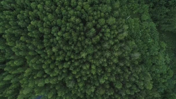 Vista Del Bosque Con Lago Centro — Vídeo de stock