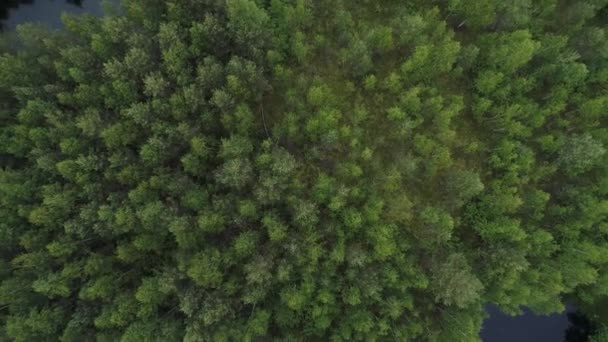 Uitzicht Het Bos Met Een Stuwmeer Het Midden Van Het — Stockvideo