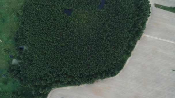 Vista Floresta Com Lago Centro Dela — Vídeo de Stock