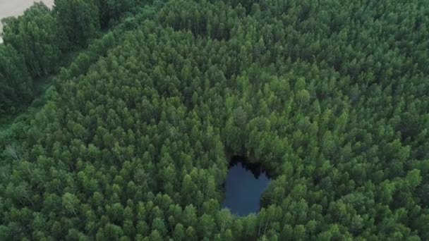 Vista Del Bosque Con Lago Centro — Vídeo de stock