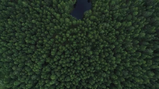 Vista Del Bosque Con Lago Centro — Vídeo de stock