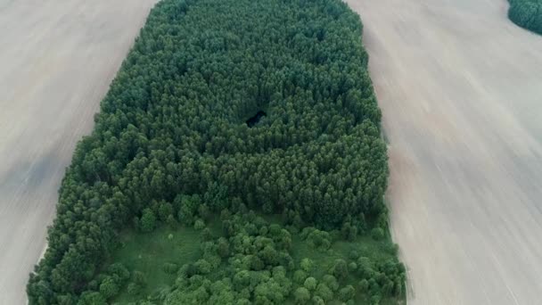 Orman Alan Havadan Görüntüleme — Stok video
