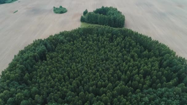 Bosque Campo Vista Desde Aire — Vídeo de stock