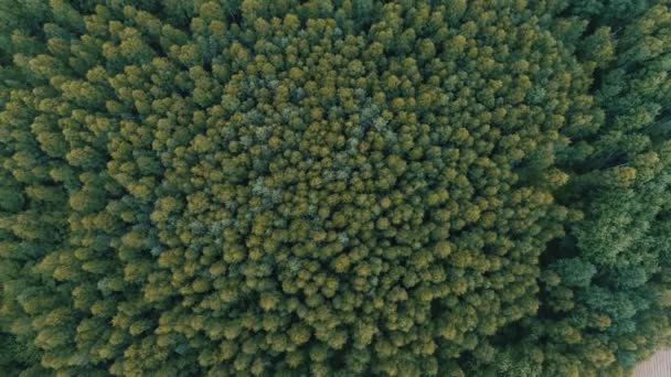 Kilátás Nyílik Erdőre Egy — Stock videók