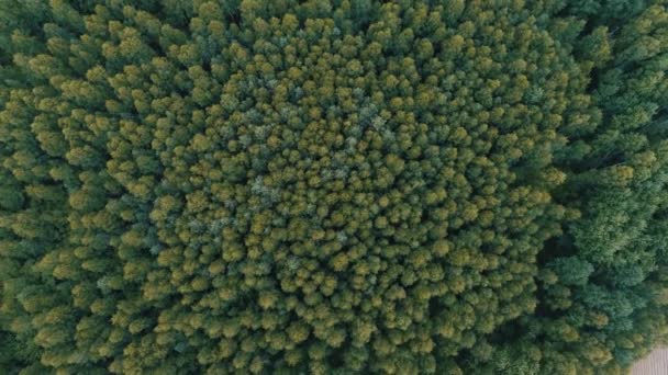 Vue sur la forêt avec un lac au centre 