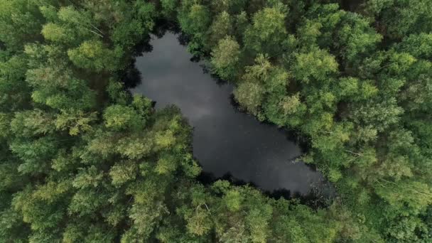 Vista Floresta Com Lago Centro Dela — Vídeo de Stock