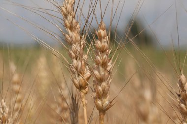 Genç buğday alan yakın çekim