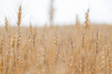 Genç buğday alan yakın çekim
