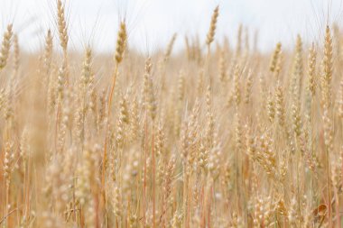 Genç buğday alan yakın çekim